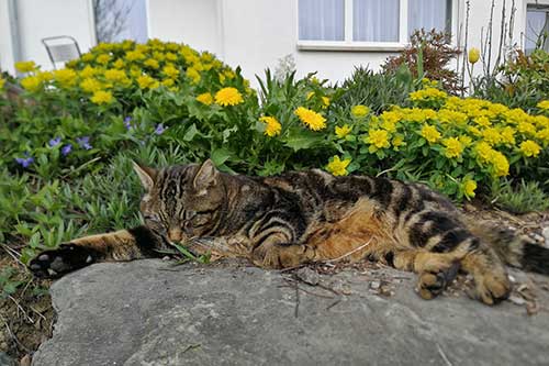 Getigerter Kater liegt auf einem Stein in einem Garten mit gelben Blumen