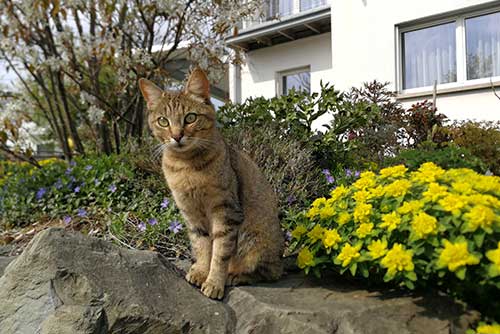 Getigerte Katze sitzt auf einem Stein vor einem Haus